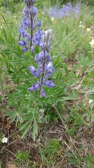 Lupinus sericeus