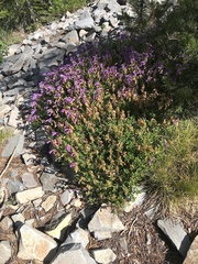 Penstemon cardwellii