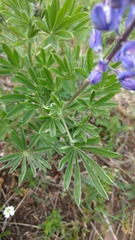 Lupinus sericeus