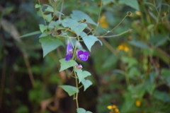 Maurandya scandens