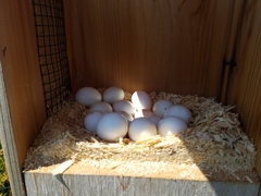 Dendrocygna autumnalis