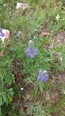 Lupinus sericeus