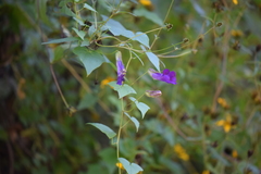 Maurandya scandens