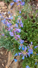Penstemon albertinus