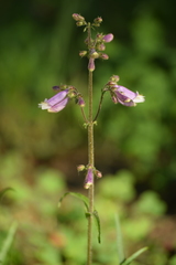 Penstemon hirsutus