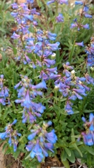 Penstemon albertinus