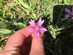 Malva sylvestris