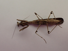 Epaphrodita musarum