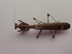 Epaphrodita musarum
