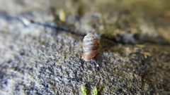 Pupilloidea