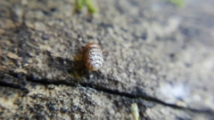 Pupilloidea