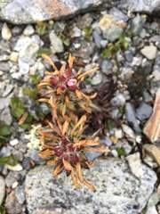 Pedicularis hirsuta