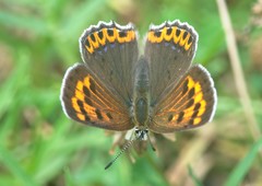 Lycaena panava