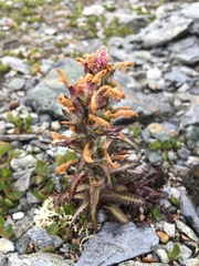 Pedicularis hirsuta