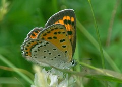 Lycaena panava