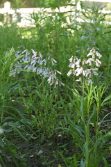 Penstemon hirsutus