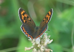 Lycaena panava