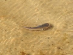 Gafftopsail Catfish photo 3