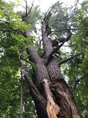 Pinus strobus