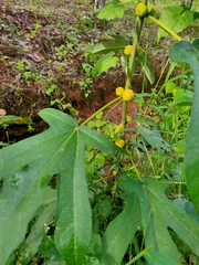 Ficus grossularioides