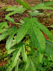 Ficus grossularioides