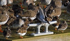 Calidris maritima