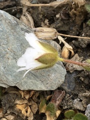 Cerastium nigrescens