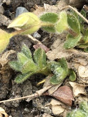 Cerastium nigrescens