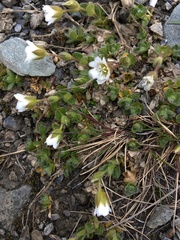 Cerastium nigrescens