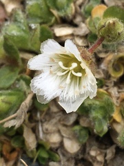 Cerastium nigrescens