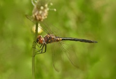 Cordulia shurtleffii