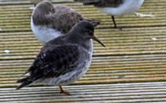 Calidris maritima