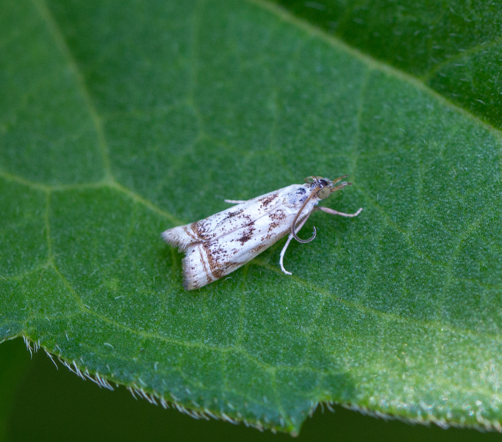 Elegant Grass-Veneer (Microcrambus elegans)