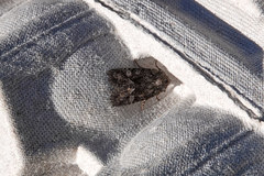 Lacinipolia lepidula