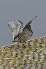 Calidris maritima