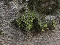Bryophyta