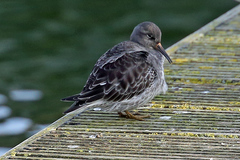 Calidris maritima