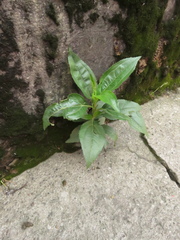 Baccharis latifolia