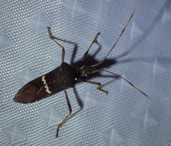 Leptoglossus concolor