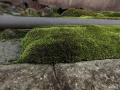 Bryophyta