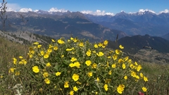 Potentilla grandiflora