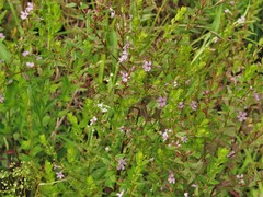 Lythrum alatum alatum