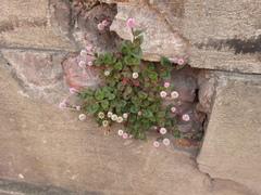 Persicaria capitata