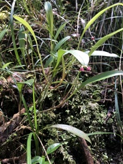 Stelis