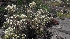 Saxifraga paniculata