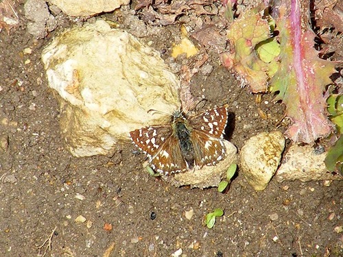 Pyrgus malvae
