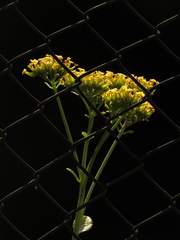 Kalanchoe densiflora