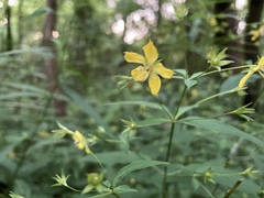 Lysimachia ciliata
