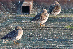 Calidris maritima