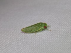 Rugosana querci